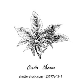 Illustration Hand Drawn Sketch of Castor Beans or Ricinus Communis. The Highest Amounts of Triglycerides and Ricinolein of Seed Oils.