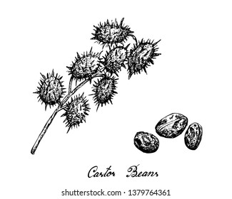 Illustration Hand Drawn Sketch of Castor Beans or Ricinus Communis. The Highest Amounts of Triglycerides and Ricinolein of Seed Oils.
