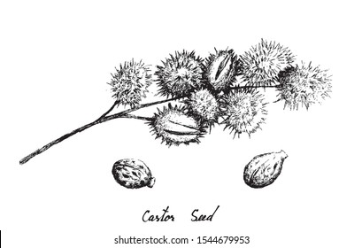 Illustration Hand Drawn Sketch of Castor Beans or Ricinus Communis. The Highest Amounts of Triglycerides and Ricinolein of Seed Oils.