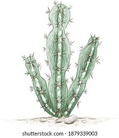 Illustration Hand Drawn Sketch of Cereus Mill Cactus for Garden Decoration.
