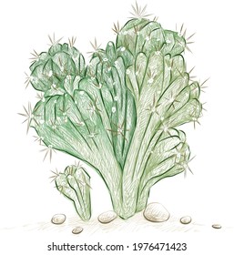 Illustration Hand Drawn Sketch of Cereus Forbesii Monstrose or Ming Thing Cactus. A Succulent Plants with Sharp Thorns for Garden Decoration.
