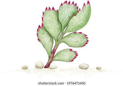Illustration Hand Drawn Sketch of Cotyledon Tomentosa or Bear Paw, A Succulent Plants for Garden Decoration.
