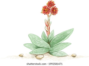 Illustration Hand Drawn Sketch of Crassula Falcata or Propeller Plant with Red Flowers. A Succulent Plants for Garden Decoration.
