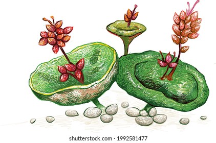 Illustration Hand Drawn Sketch of Crassula Umbella or Wine Cup with Red Flowers. A Succulent Plants for Garden Decoration.
