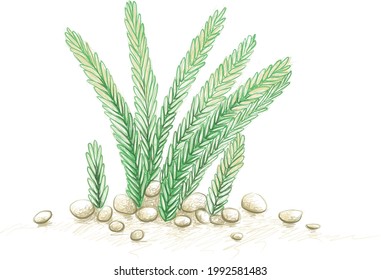 Illustration Hand Drawn Sketch of Crassula Muscosa, Watch Chain, Lizard's Tail or Zipper Plant. A Succulent Plants for Garden Decoration.
