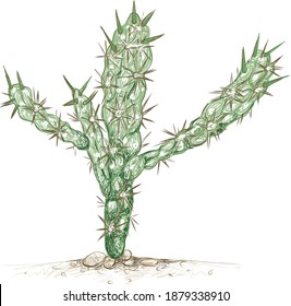 Illustration Hand Drawn Sketch of Cylindropuntia or Chollas Cactus for Garden Decoration.
