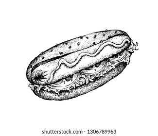 Illustration Hand Drawn Sketch of Delicious Grilled Hot Dog with Mustard and Wheat Bun Isolated on White Background.