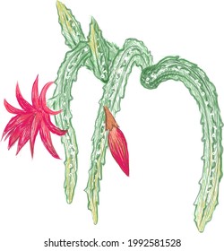 Illustration Hand Drawn Sketch of Disocactus Mallisonii or Rat Tail Cactus. A Succulent Plants with Sharp Thorns for Garden Decoration.
