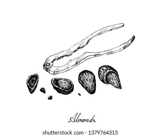 Illustration Hand Drawn Sketch of Dried Almonds with A Metal Nutcracker, Good Source of Dietary Fiber, Vitamins and Minerals.
