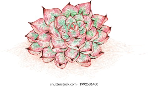 Illustration Hand Drawn Sketch of Echeveria Colorata. A Succulent Plants for Garden Decoration.
