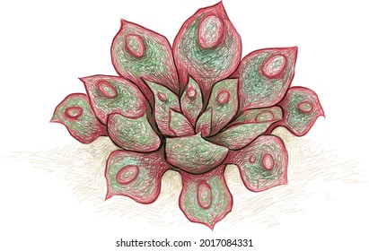 Illustration Hand Drawn Sketch of Echeveria Raindrop or Teardrop. A Succulent Plants for Garden Decoration.
