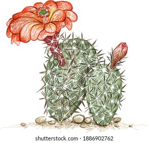 Illustration Hand Drawn Sketch of Echinocereus Engelm or Hedgehog Cactus with Red Flower. A Succulent Plants with Sharp Thorns for Garden Decoration.
