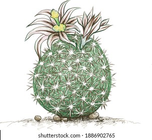 Illustration Hand Drawn Sketch of Echinomastus Cactus with Yellow Flower. A Succulent Plants with Sharp Thorns for Garden Decoration.
