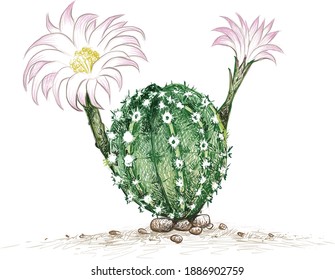 Illustration Hand Drawn Sketch of Echinopsis Cactus with Pink Flower. A Succulent Plants with Sharp Thorns for Garden Decoration.
