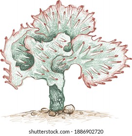 Illustration Hand Drawn Sketch of Elkhorn, Frilled Fan or Crested Euphorbia Cactus. A Succulent Plants with Sharp Thorns for Garden Decoration.
