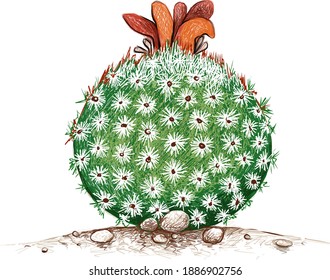 Illustration Hand Drawn Sketch of Epithelantha Micromeris Cactus with Pink Flower. A Succulent Plants with Sharp Thorns for Garden Decoration.
