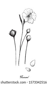 Illustration of Hand Drawn Sketch Flax Plants or Linum Usitatissimum with Flower and Seed Isolated on White Background.