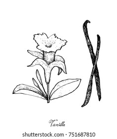 Illustration of Hand Drawn Sketch Fragrant Vanilla Flower and Pods Isolated on White Background.