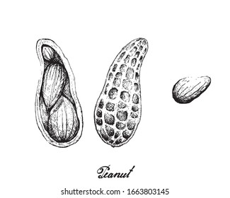 Illustration of Hand Drawn Sketch Fresh Peanuts or Groundnut, Good Source of Dietary Fiber, Vitamins and Minerals.