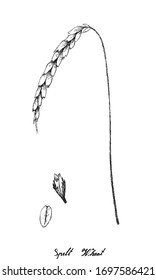 Illustration of Hand Drawn Sketch Fresh Spelt Wheat, Dinkel Wheat or Hulled Wheat with Inflorescences Isolated on White Background.