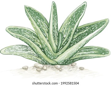 Illustration Hand Drawn Sketch of Gasteria or Little Warty. A Succulent Plants for Garden Decoration.
