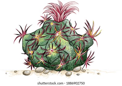 Illustration Hand Drawn Sketch of Glandulicactus Uncinatus Cactus with Red Flower. A Succulent Plants with Sharp Thorns for Garden Decoration.
