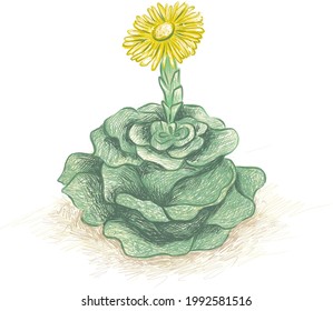 Illustration Hand Drawn Sketch of Greenovia Dodrentalis. A Succulent Plants for Garden Decoration.
