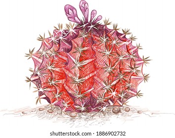 Illustration Hand Drawn Sketch of Gymnocalycium Mihanovichii, Moon Cactus or Hibotan Cacti Cactus Plant. A Succulent Plants with Sharp Thorns for Garden Decoration.
