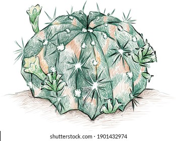 Illustration Hand Drawn Sketch of Gymnocalycium Mihanovichii, Ruby Ball, Red Cap, Red Hibotan Cacti or Moon Cactus Plant for Garden Decoration.
