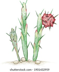Illustration Hand Drawn Sketch of Harrisia, Applecactus, Moonlight Cactus with Red Fruits for Garden Decoration.
