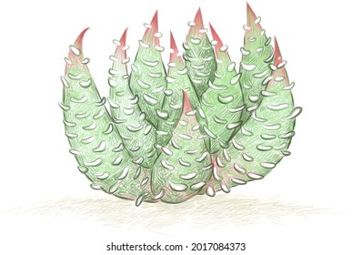 Illustration Hand Drawn Sketch of Haworthiopsis Baccata, A Succulent Plants for Garden Decoration.
