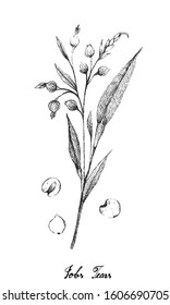 Illustration Hand Drawn Sketch of Job's Tears, Coixseed, Tear Grass, Hato Mugi, Adlay or Adlai Isolated on White Background.