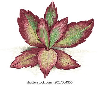 Illustration Hand Drawn Sketch of Kalanchoe Longiflora Coccinea or Tugela Cliff Kalanchoe. A Succulent Plants for Garden Decoration.
