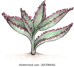 Ilustración de dibujos de mano de Kalanchoe Daigremontiana, Bryophyllum Daigremontianum, Madre de Miles, Planta de lagarto o planta de sombreros mexicanos. Suculentas plantas para la decoración de los jardines.
