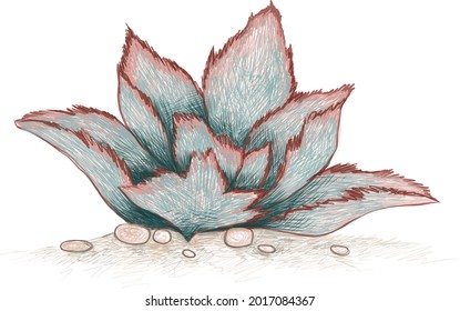 Illustration Hand Drawn Sketch of Kalanchoe Beharensis, Velvet Leaf, Felt Bush or Elephant's Ear Kalanchoe. A Succulent Plants for Garden Decoration.
