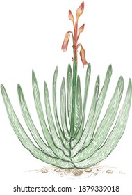 Illustration Hand Drawn Sketch of Kumara Plicatilis, Fan Aloe or Aloe Plicatilis Plant for Garden Decoration.
