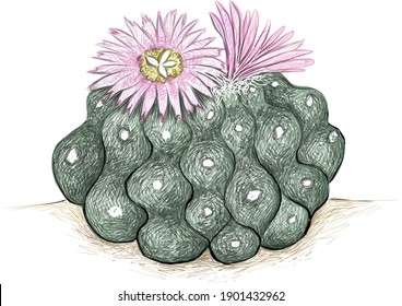 Illustration Hand Drawn Sketch of Lophophora or Peyote Cactus with Pink Flower for Garden Decoration.
