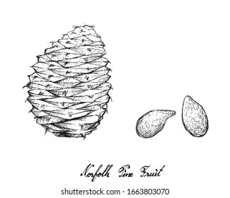 Esbozo dibujado a mano de Norfolk Pine Cone y Semillas aisladas de fondo blanco.