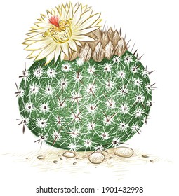 Illustration Hand Drawn Sketch of Notocactus or Parodia Scopa Cactus with Yellow Flower. A Succulent Plants with Sharp Thorns for Garden Decoration.
