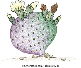 Illustration Hand Drawn Sketch of Opuntia Macrocentra Cactus, Black Spined Pricklypear or Purple Pricklypear. A Succulent Plants with Sharp Thorns for Garden Decoration.
