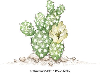 Illustration Hand Drawn Sketch of Opuntia Microdasys, Bunny Ear Prickly Pear, Angel's Wings, Polka Dot Cactus. A Succulent Plants with Sharp Thorns for Garden Decoration.
