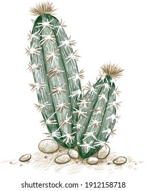 Illustration Hand Drawn Sketch of Pilosocereus or Tree Cactus. A Succulent Plants with Sharp Thorns for Garden Decoration.
