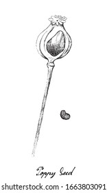 Illustration of Hand Drawn Sketch Poppy Pod and Seed Isolated on White Background.