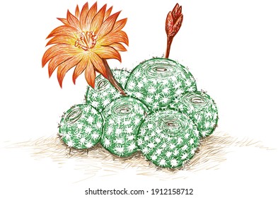 Illustration Hand Drawn Sketch of Rebutia Cactus with Orange Flower. A Succulent Plants with Sharp Thorns for Garden Decoration.
