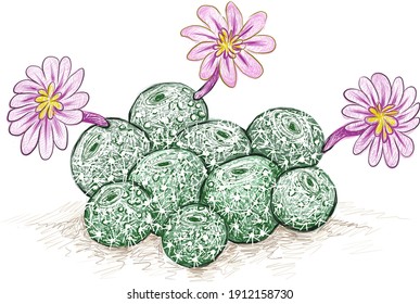 Illustration Hand Drawn Sketch of Rebutia Cactus with Pink Flower. A Succulent Plants with Sharp Thorns for Garden Decoration.
