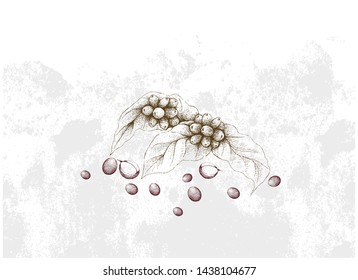 Illustration Hand Drawn Sketch of Ripe Coffee Beans on Leaves and The Branch.