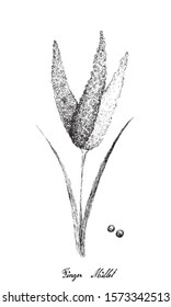 Illustration Hand Drawn Sketch of Ripe Eleusine Coracana or Finger Millets Isolated on White Background.