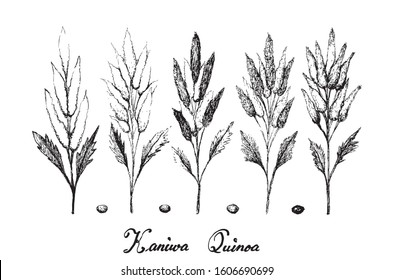 Illustration Hand Drawn Sketch of Ripe Chenopodium Pallidicaule or Kaniwa Plants and Seed Isolated on White Background.