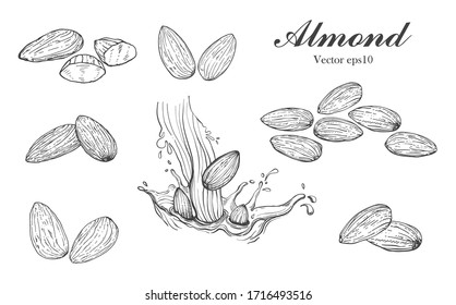 Illustration hand drawn sketch 
Set Almond seeds and almond milk, on white background, outline monochrome ink style for artwork, logo, packaging vector eps10.