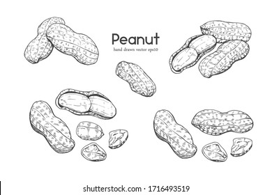 Illustration hand drawn sketch 
Set Peanuts on white background, 
outline monochrome ink style for artwork, logo, packaging vector eps10.